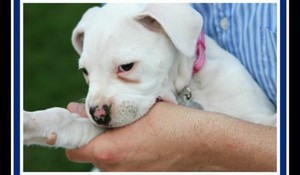 Как воспитывать щенков