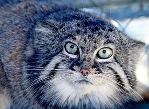 Манул: дикий кот степей и пустынь — всё, что нужно знать