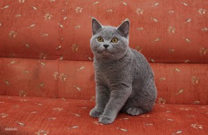 Британская короткошёрстная кошка: особенности породы и уход