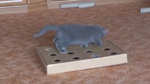 Игрушки для котят своими руками: 10 простых идей