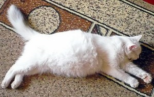 Вирусный перитонит у кошек: симптомы, диагностика и лечение