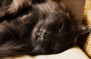 Очень серьезная болезнь 