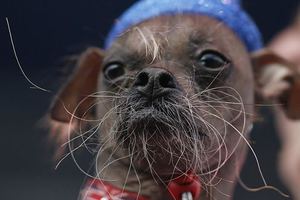 Самые опасные породы собак: рейтинг по агрессии и силе