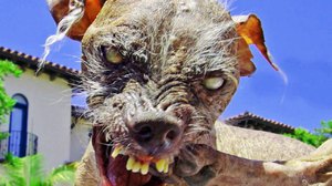 Самой страшной собакой в мире считается китайская хохлатая Сэм