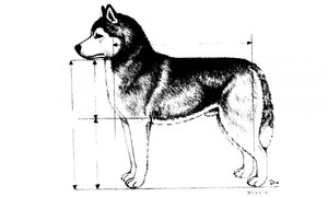 Строение тела кли-кая