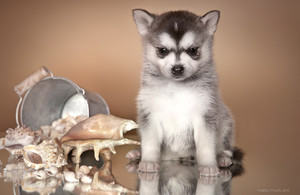 Щенок аляскинского кли-кая