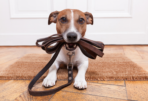 Как быстро приучить щенка к поводку