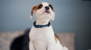 Способ просто приучить щенка к ошейнику