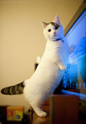 Какие породы кошек с короткими лапами