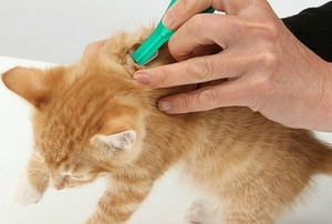 Использование капель Профендер