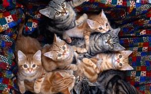 Корм Sheba для кошек: состав, плюсы и особенности питания