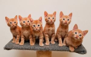 Подкожный клещ у кошек: симптомы, лечение и профилактика