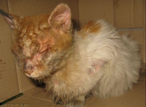 Подкожный клещ 