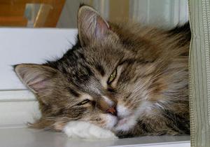 Симптомы болезни