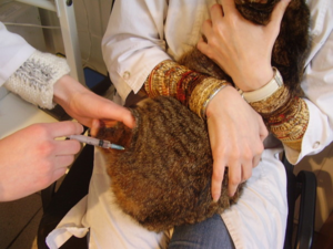 Чтобы сделать внутримышечный укол, животное нужно хорошо зафиксировать