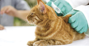 Вакцинация