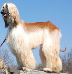 Какие размеры африканской борзых