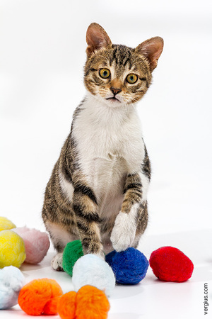 Когда кошкам необходимы витамины