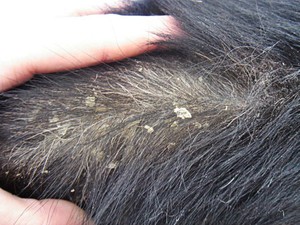 Почему у кошки перхоть