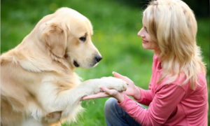 Как научить собаку давать лапу: пошаговая инструкция