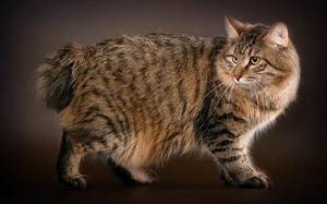 Курильский бобтейл: всё о породе кошек с коротким хвостом