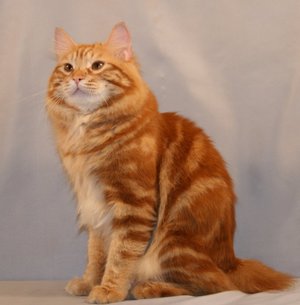 Курильский бобтейл сидит фото