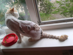 Что такое груминг собак и кошек: полный гид по уходу