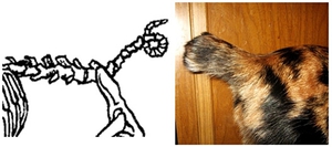 Хвост отодвинутый бобтейл 