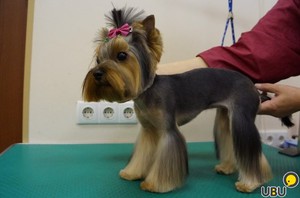 Особенности стрижки собак