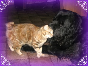 Друзья: курильский бобтейл и собака фото