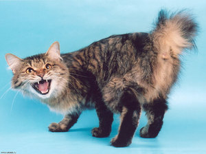 Курильский бобтейл защищается