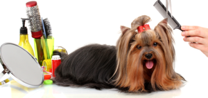 Профессиональный груминг собак и кошек 