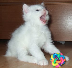 Маленький котик и игрушка