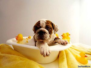 Уход за глазами и ушами кошек и собак