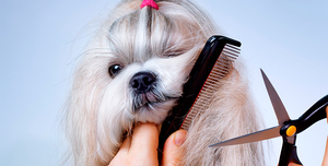 Советы по стрижке собак