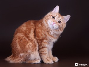 Курильский бобтейл - уход за котиком