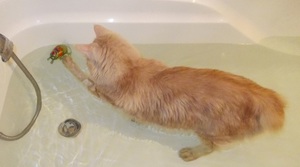 Курильский бобтейл не боится воды