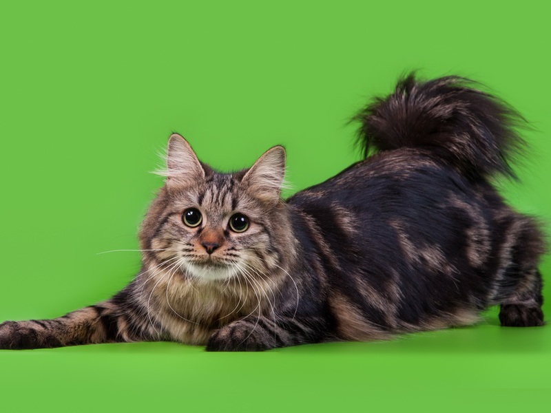 Курильский бобтейл окраса табби Курильский бобтейл мраморной расцветки