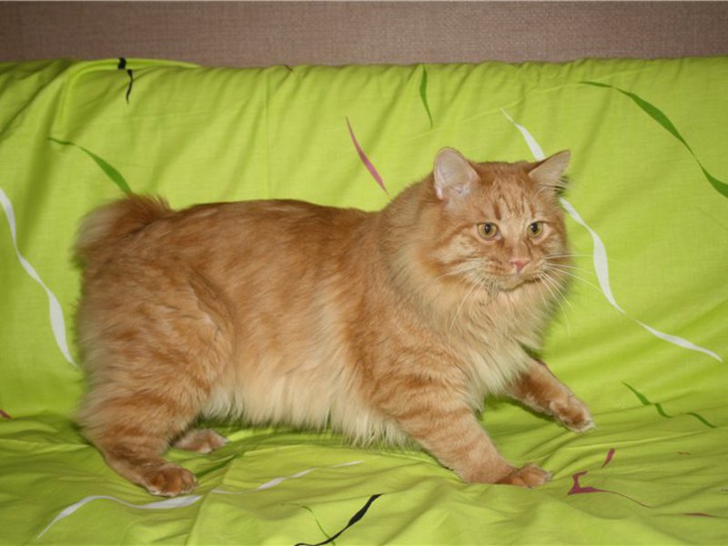 Курильский бобтейл лежит на диване Курильский бобтейл отдыхает на кровати