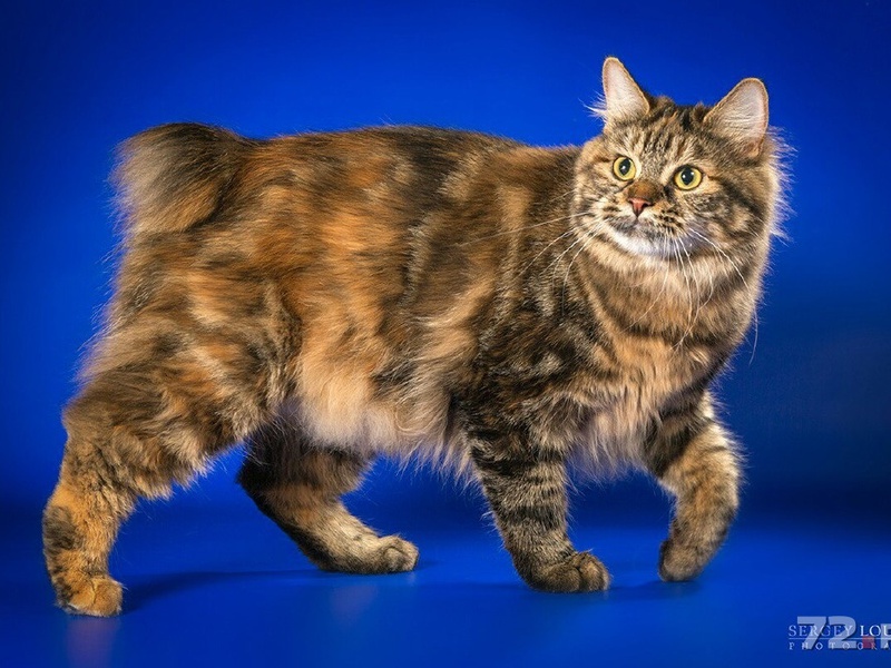 Пестрый курильский бобтейл Курильский бобтейл многоцветный