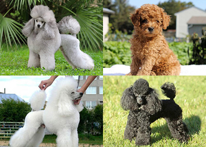 Как содержать пуделей