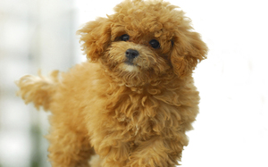 Окрас пуделей