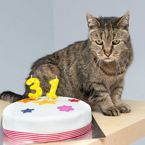 Какой кот самый старый