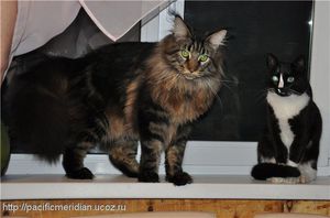 Мейн-кун и обычная кошка