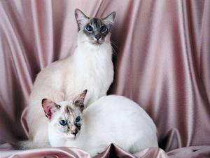 Порода домашних кошек