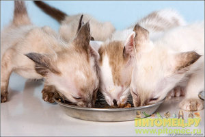 Кормление  балинезов