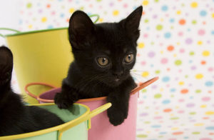 Котенок бомбейской породы