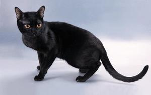 Характер бомбейской кошки