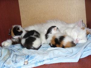 Какими продуктами кормить котят