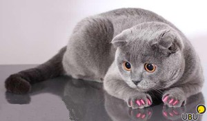 Накладки на когти для кошек: стоит ли использовать антицарапки?